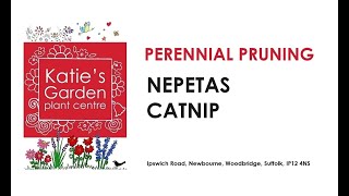 How to look after Nepeta catnip a pruning guide [upl. by Weldon]