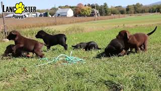 Friendly Labrador Retriever Puppies [upl. by Ellednahc]