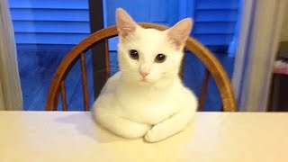 HILARIOUS CAT Makes Jokes 😂 Funniest Cats Video 2023 [upl. by Telrats]