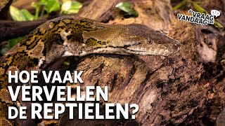 Hoe vaak VERVELLEN de REPTIELEN 🐍  De Vraag Van Vandaag [upl. by Oidivo]