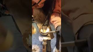 tiktok viral foryou farrier farrierlife farriersoftiktok horse hoof hoofcare satisfying [upl. by Lyndy]