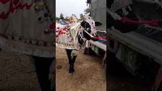 Best fateh jangi bull 2024 vip dandi group dhani bull bullrace shortsvideos [upl. by Thurstan]