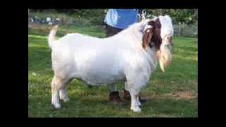 boer goats of the year [upl. by Eelir]