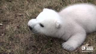 Toronto Zoo polar bear cub 2 months [upl. by Eveam]