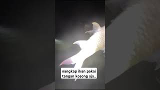 Nangkap ikan cuma pakai tangan kosong camping fishing [upl. by Rus]