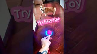 My Puppy Dog Got New Toy shorts puppy puppyreaction funnypupies dog funnydog funnypet [upl. by Karub873]