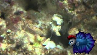 Vermetid Worm SnailClear Thin Worm in SaltWater Tank [upl. by Harras]