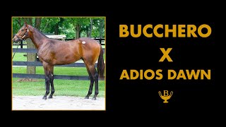 Bucchero x Adios Dawn  Taylor Made Sales  Bucchero Stallion [upl. by Annirac]