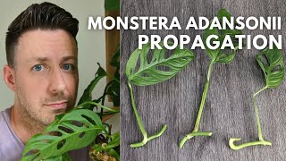 How to Propagate Monstera Adansonii Swiss Cheese Vine houseplant monstera propagation [upl. by Fari]