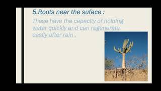 Xerophytic Plants and Animals  Class 12 Biology [upl. by Jakie]