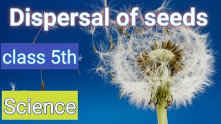 Dispersal of Seedsclass5ScienceAgents of Dispersal [upl. by Shaina]