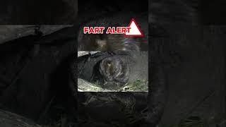 Beaver Farts Caught on HIDDEN Camera INSIDE lodge with KITS [upl. by Nason559]