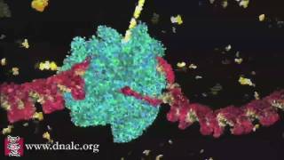 DNA Transcription Basic [upl. by Notpmah]