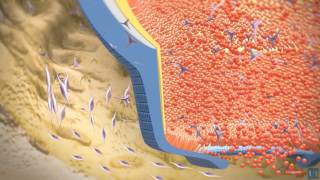 3D modeling  Root tooth development [upl. by Ireg]