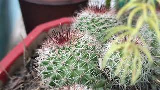 Mammillaria plant [upl. by Ullyot44]