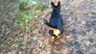 Ronja Lancashire Heeler  Walking In The Forest [upl. by Tilford]