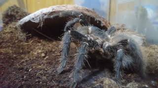 Lasiodora parahybana [upl. by Ecargyram]