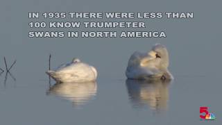 Trumpeter Swans making comeback in the Riverlands [upl. by Starr]