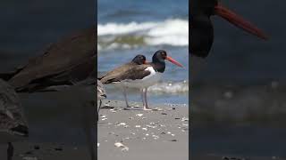 Two American Oystercatchers Chilling on the Beach [upl. by Enneite]