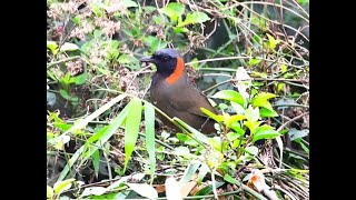 Rufous necked Laughingthrush [upl. by Oesile]