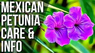 Mexican Petunia Info And Care  How To Grow And Care For Mexican Petunias [upl. by Ailen]