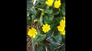 Lesser Celandine Ficaria verna [upl. by Peder]