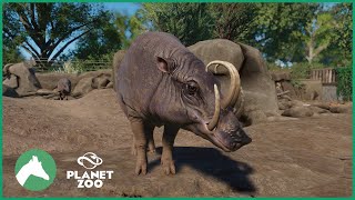 Babirusa Habitat  Elm Hill City Zoo  Planet Zoo [upl. by Narcissus349]