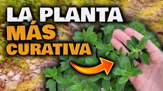 ESTO es la MEDICINA NATURAL más PODEROSA  Plantas Curativas  Infusión de Orégano para adelgazar [upl. by Meares]