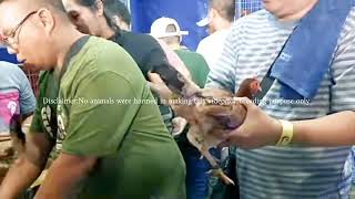 World Gamefowl Expo 2024 Part 2 [upl. by Najar258]