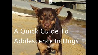 A Quick Guide to Adolescence In Dogs [upl. by Jorry]