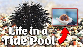 Sea Urchins  Life In A Tide Pool [upl. by Richela434]