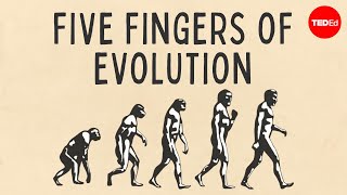 Five fingers of evolution  Paul Andersen [upl. by Zuleika300]