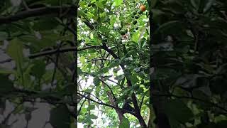 Harvesting Calamansi fruits for calamansi Juice [upl. by Nraa]