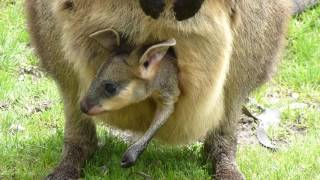 Baby Kangaroo in Pouch [upl. by Wrigley]