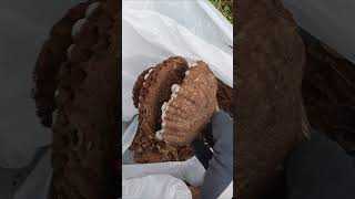 Feeding hornet nest to chicks HORNET NEST REMOVAL [upl. by Rosmarin325]