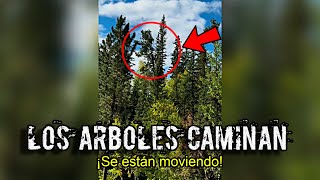 EL PERTURBADOR MISTERIO de los ÁRBOLES que CAMINAN cuando NADIE LOS VE [upl. by Mukerji]