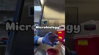 Microbiologie hospital تعلم pharmacist اكسبلور medicalstudent doctor algerie [upl. by Elime]