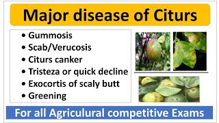 Major disease of Citurs and their managementनींबू की मुख्य रोग एवं उनके प्रबंधन। [upl. by Runstadler]