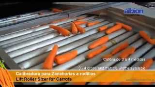 ALBION  Calibradora de Zanahorias a rodillos  Lift Roller Sizer of Carrots [upl. by Suzy]