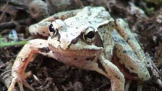 Rana bermeja Rana temporaria Common Frog [upl. by Kesia878]