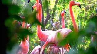 CONABIO Documentales  Reproducción de Aves en cautiverio  Si hay solución 37 [upl. by Perla]