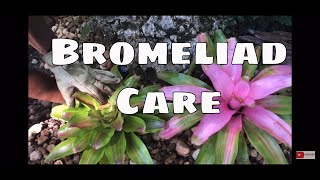 Bromeliads Series Pt 1 Bromeliads Indoor amp Outdoor Bromeliad Care [upl. by Epolulot]