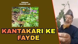 KANTAKARI KE FAYDE SOLANACEAE BENEFITS  UBED ULLA [upl. by Martineau]