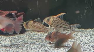 Corydoras cw113 [upl. by Kcirrag325]