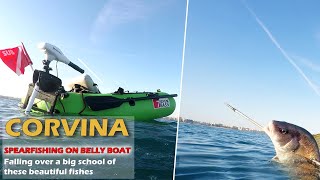 BELLY BOAT SPEARFISHING GREAT CORVINA WITH PATHOS SNIPER ROLLER [upl. by Anirehtak]