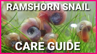 Ramshorn Snail Care Guide  Acclimating Water Conditions Population Control And More [upl. by Ahsiekam63]