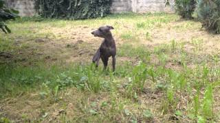 Dog Barking  Free Stock Footage [upl. by Atiuqcir]