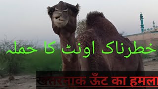 camel attack  cholistani nomadic people  pakistani villagers life [upl. by Imalda954]