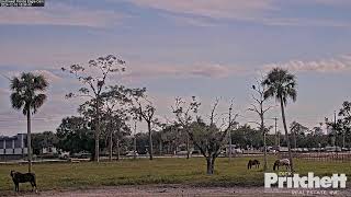 Southwest Florida Eagle Cam 3 [upl. by Aivek]