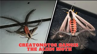 Creatonotos Gangis  The Alien Moth [upl. by Ahseinek]